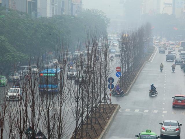 Hàng phong lá đỏ châu Âu đã xuất hiện trên đường phố Hà Nội