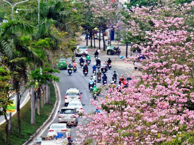 Không ngờ giữa Sài Gòn lại có “thiên đường” hoa kèn hồng đẹp như thế này