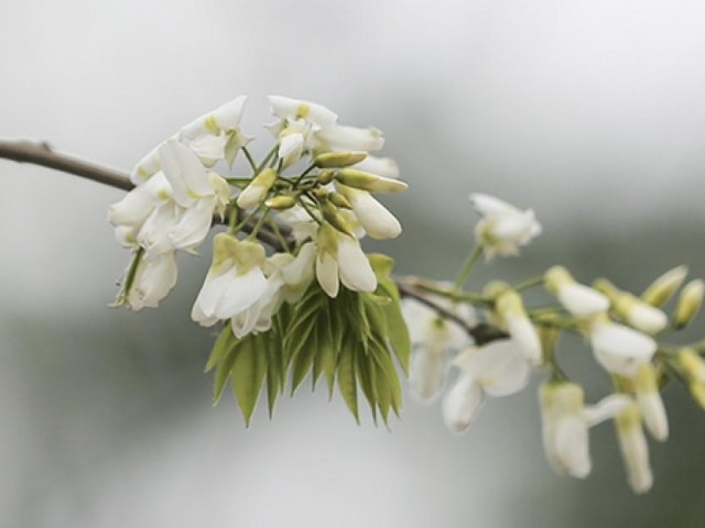 Tâm hồn bình yên đến kỳ lạ khi ngắm hoa sưa bung nở trắng trời Hà Nội