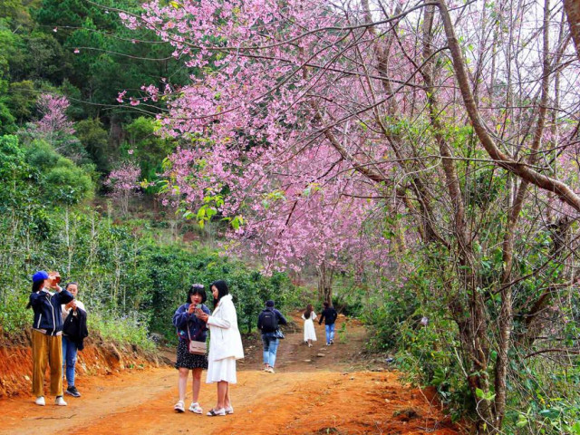 Du khách bị ‘chặt chém’ trên đường vào ngắm rừng mai anh đào