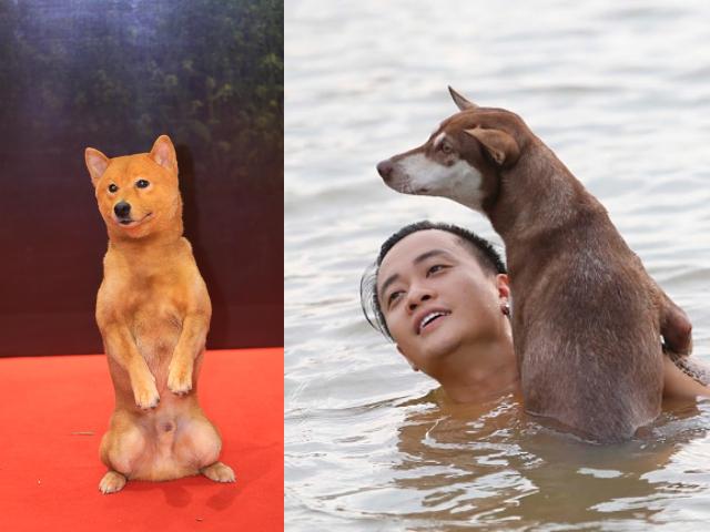 Nhan sắc hot girl ĐH Ngoại thương vào vai người yêu con trai Lão Hạc phim "Cậu Vàng" 25 Chó Shiba đóng Cậu Vàng bị “tẩy chay”, khán giả gọi tên những chú ”chó cỏ” này