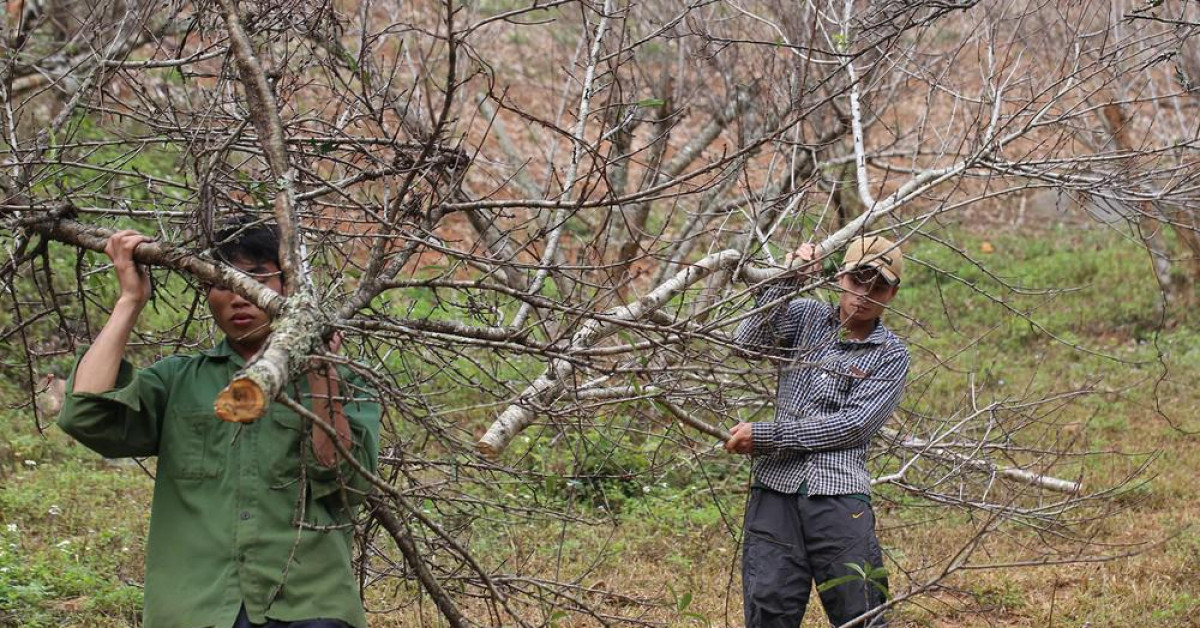 Thí điểm dán tem phân biệt đào rừng ở Sơn La