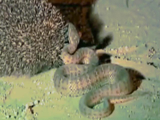 Video: Đối đầu nhím gai, rắn độc bậc nhất Nhật Bản phải cuống cuồng bỏ chạy