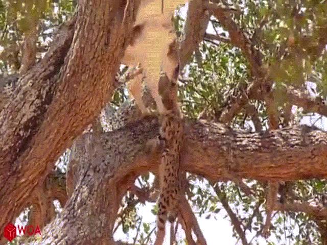 Video: Thấy con bị kẻ thù sát hại, báo mẹ leo lên cây giết chết đại bàng