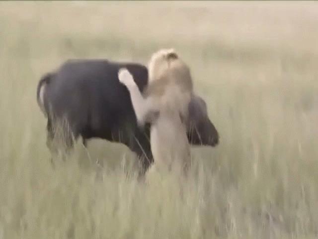 Video: Sư tử đực bị trâu rừng húc ngã ”chổng vó lên trời”
