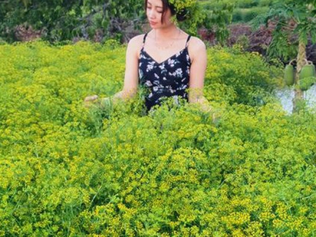 Ngỡ ngàng những cánh đồng hoa thì là tuyệt đẹp ở Bạc Liêu