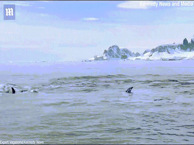 Video: Bị cả đàn cá voi truy sát, chim cánh cụt ”phóng như tên lửa” thoát chết thần kỳ
