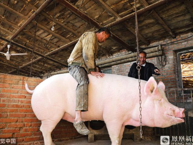 Dịch bệnh giết hàng triệu con lợn là nguyên nhân khiến Covid-19 bùng phát mạnh ở TQ?