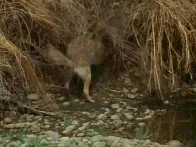 Video: Chồn túi giả chết đầy ngoạn mục, thoát chết trong gang tấc dưới nanh vuốt chó sói