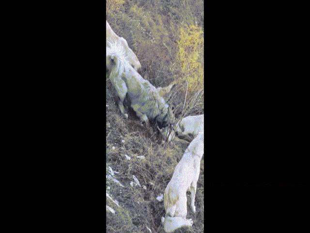 Video: ”Rơi vào tay” 4 con chó Kangal, chó sói bị ”tứ mã phanh thây”