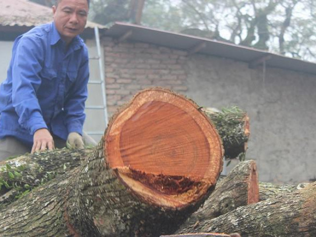 Lô gỗ sưa từng định giá 'trăm tỷ' giảm bao nhiêu sau 4 phiên đấu giá không thành?