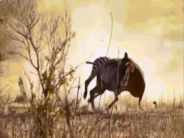 Video: Bị sư tử đu bám trên lưng, ngựa vằn nhảy lồng lộn lên hành kẻ thù ”thừa sống thiếu chết”