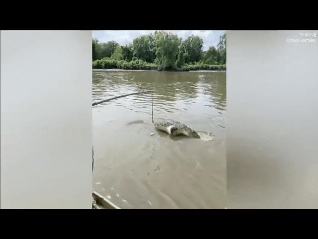 Video: Cá sấu dài 3m bất ngờ lãnh đòn khủng khiếp từ cá sấu khổng lồ 5,5m