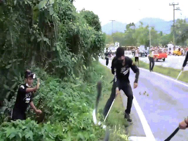 Video: Thót tim cảnh hổ mang chúa 4m chống trả thợ bắt rắn ở Thái Lan