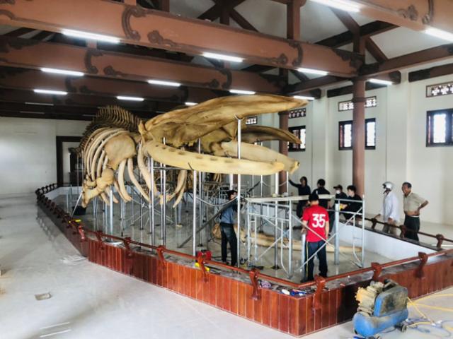 Cận hai bộ xương cá voi 300 năm tuổi ở đảo Lý Sơn