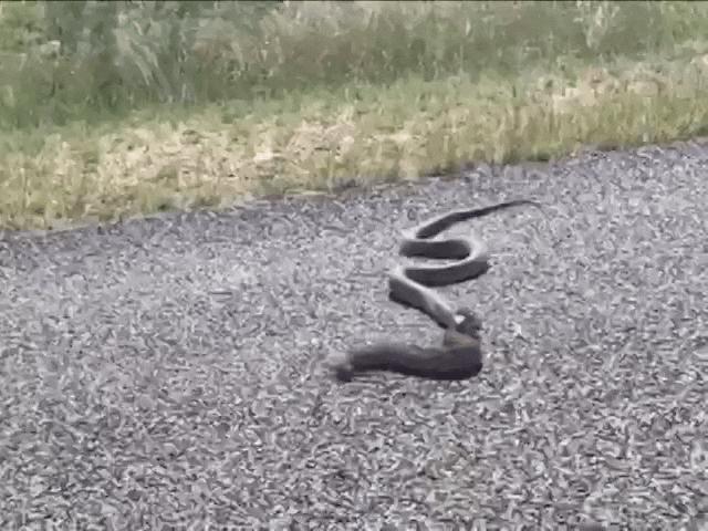 Video: Phát hiện rắn dài khác thường ở giữa đường, tiến lại gần nhận thấy điều đáng sợ