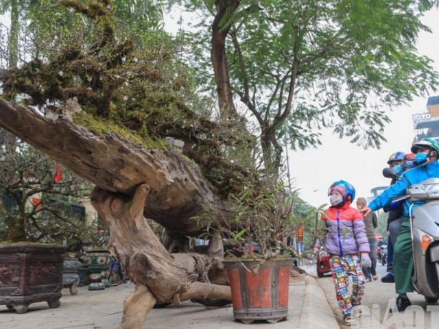 Độc đáo nhất chi mai trồng trên thân gỗ ”khủng” giá gần 300 triệu ở Hà Nội