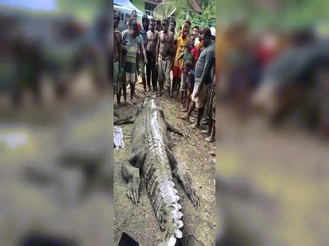 Indonesia: Bắt cá sấu ”khủng” 7m chuyên rình người ở sông, rạch bụng thấy cảnh đau lòng