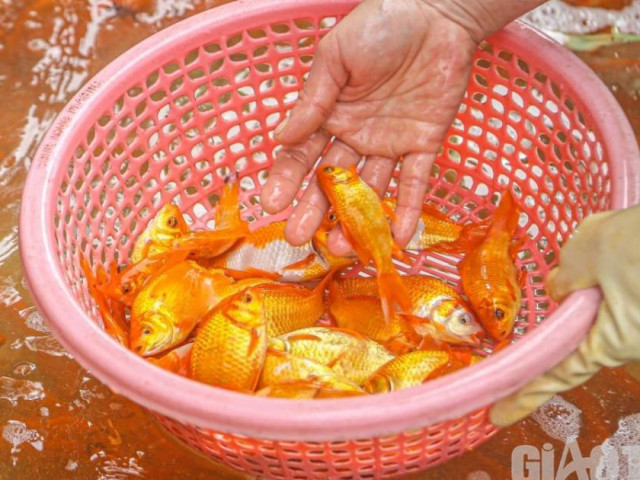 Cận cảnh cá chép ”về” chợ Yên Sở phục vụ người Hà Nội cúng ông Công ông Táo