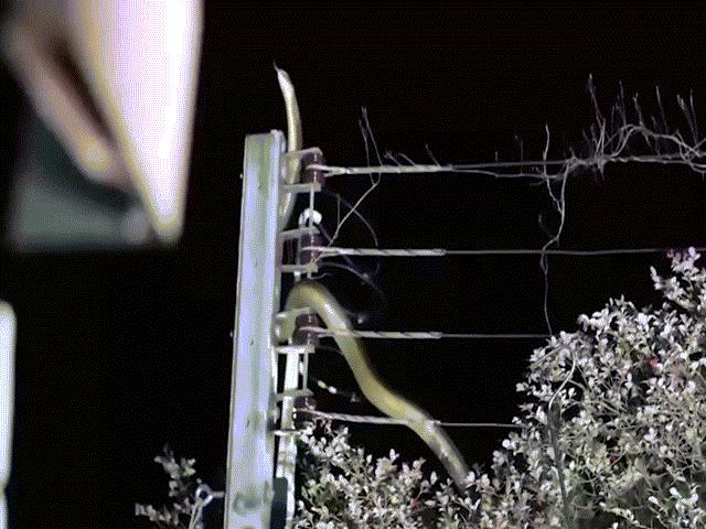 Video: Giải cứu rắn hổ mang chúa 3,6 mét mắc kẹt trên cột điện