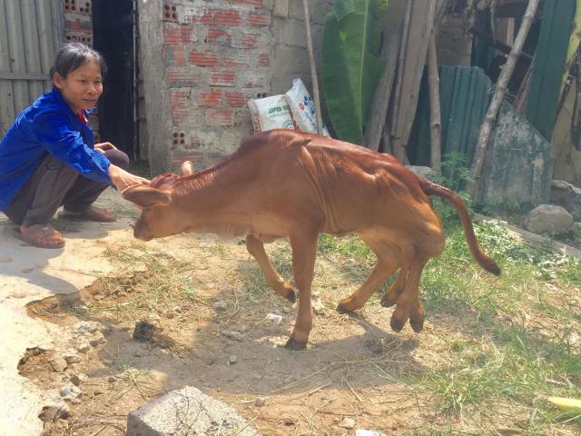 Chuyện lạ con bê có 6 chân ở Hà Tĩnh