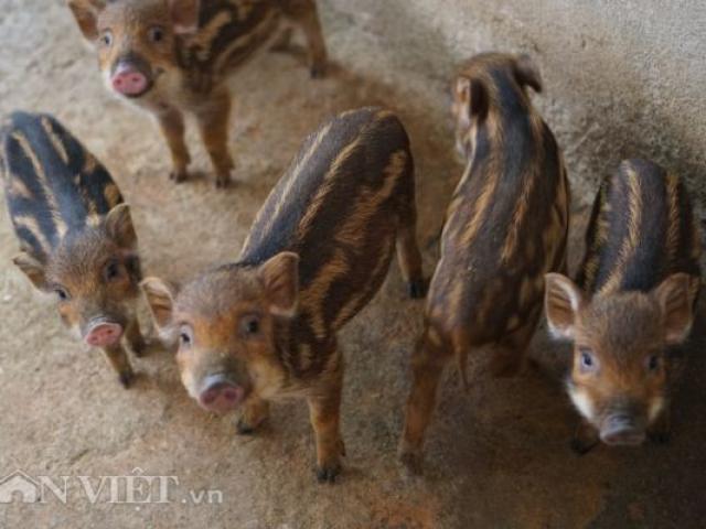 In this case, breeding wild wild wild pigs, having a child driving them away