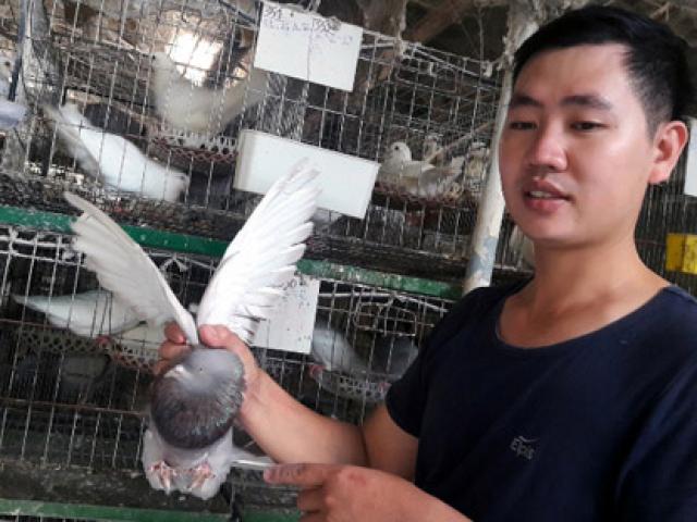 The auto mechanic is passionate about raising birds, earning 15 to 20 million VND per month