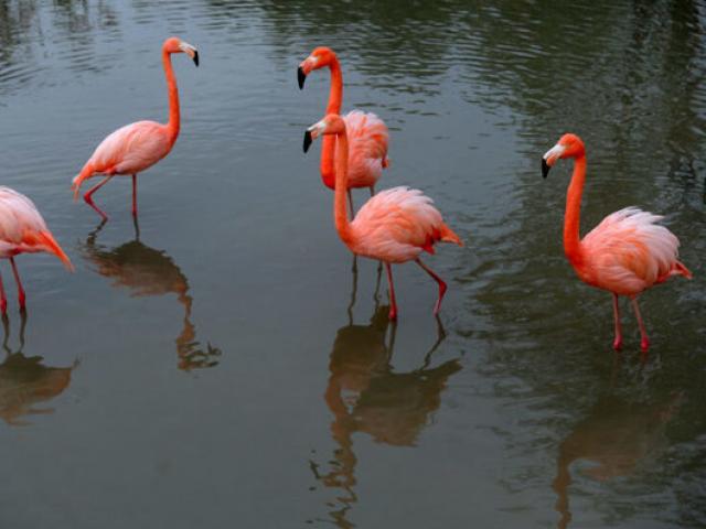 Hàng nghìn chim hồng hạc đổ về nhuộm hồng hồ nước ở Ấn Độ