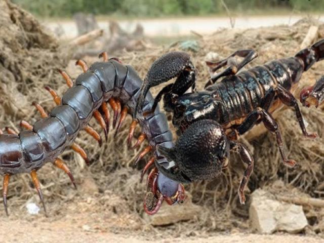 Rết độc khổng lồ đối đầu bọ cạp châu Phi, kẻ nào sẽ chiến thắng?
