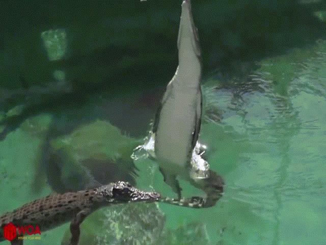 Video: Cá sấu ”phi thân” ngoạn mục khỏi mặt nước bắt dơi đang treo ngược mình trên cành cao