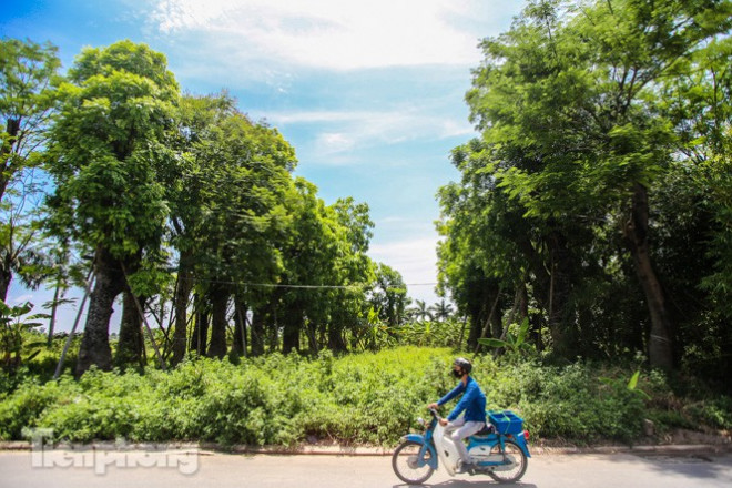 Cận cảnh hàng cây cổ thụ ở Kim Mã chết mòn sau 4 năm đánh chuyển