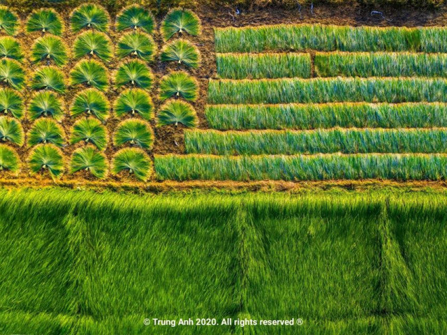 Vẻ đẹp siêu thực của cánh đồng cói Việt Nam