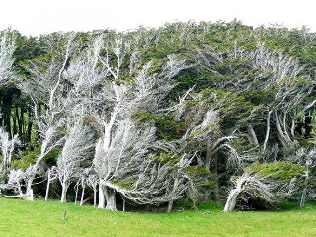 Vùng đất ở New Zealand nổi tiếng sở hữu loạt cây nghiêng ngả hình thù lạ kỳ