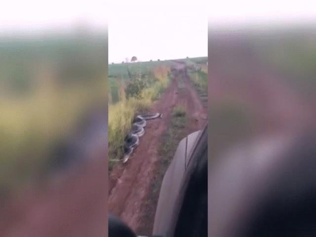 Video: Trăn Anaconda dài 7 mét tấn công khi ô tô lại gần