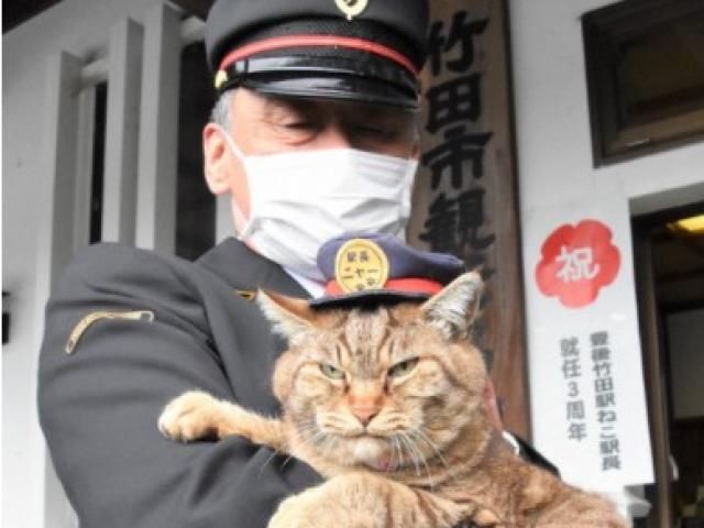 Nhật Bản: Mèo hoang đi lạc bất ngờ làm ”trưởng trạm” suốt 3 năm