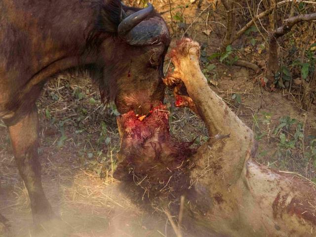 Trâu rừng 1 tấn kịch chiến sư tử, húc thủng bụng kẻ săn mồi