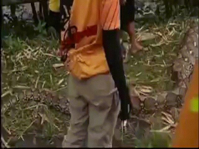 Indonesia: Nghi trăn khổng lồ dài 7 mét nuốt người, lôi ra mổ bụng kiểm tra