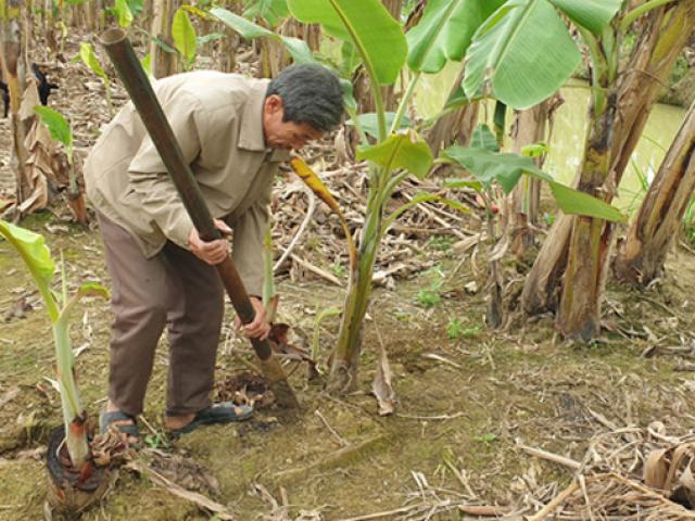 Lão nông Ninh Bình thu hơn nửa tỷ/năm nhờ trồng chuối giống “lạ”