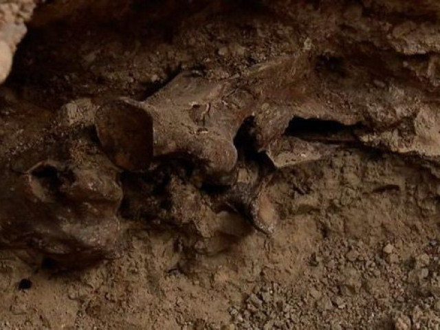 Đào hồ bơi, nhóm công nhân hoảng hồn khi thấy bộ xương 14.000 năm tuổi