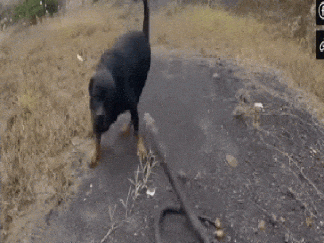 Video: Đụng độ chó nhà hung dữ, rắn hổ mang chúa kịch độc có thoát được ”án tử”