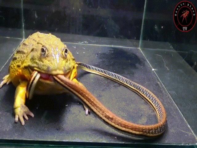 Video: Định ”ăn tươi nuốt sống” rắn, ếch yêu tinh nhận cái kết thảm