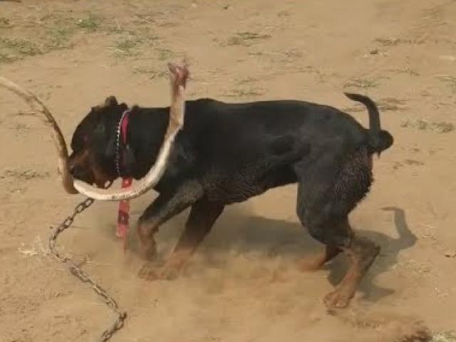 Chó dữ Rottweiler lao vào cắn xé, rắn hổ mang nằm im chịu trận