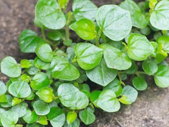 Loại rau một thời được trồng để ”cứu đói” giờ bay chuyên cơ ra Hà Nội thành đặc sản dành cho nhà có điều kiện