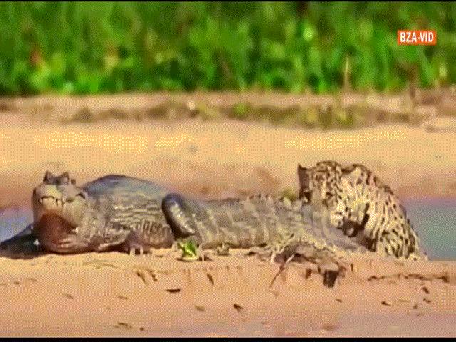 Video: Báo đốm lao hết tốc lực cắn vào đầu cá sấu, kết liễu kẻ thù trong ”một nốt nhạc”