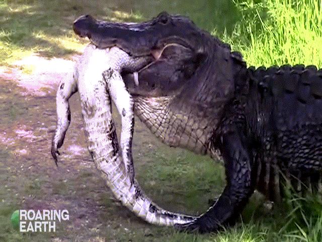 Video: Cá sấu ”khủng” dài gần 4 mét quật chết đồng loại rồi nuốt chửng không thương tiếc