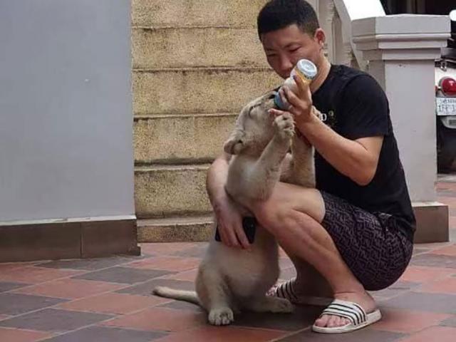 Án phạt đối với người đàn ông TQ nuôi sư tử ”như con” trong nhà ở Campuchia