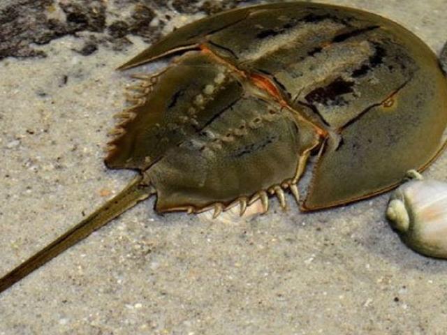 Warning: shellfish with poisonous substances are often eaten 