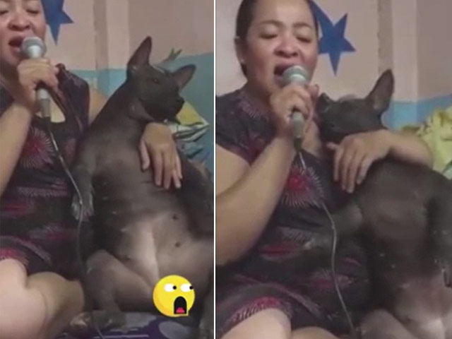 Clip: Chó mập làm ”tay vịn” ngồi nghe hát karaoke gây sốt