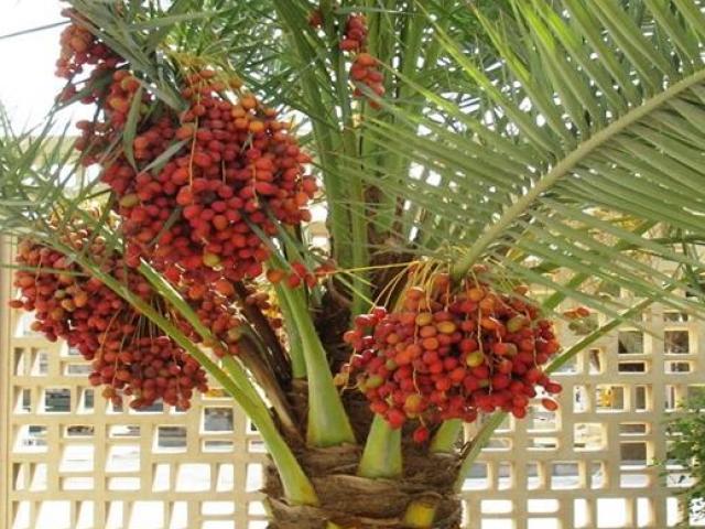 The fruits of rich Dubai are often eaten, in Vietnam they can also be grown