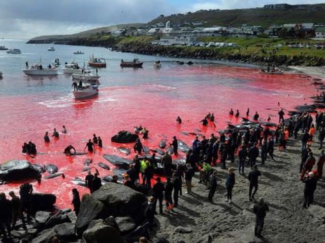 252 con cá voi bị tàn sát dã man, cả một vùng biển nhuộm đỏ máu